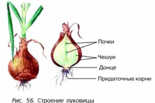 Ссылка кракен сегодня